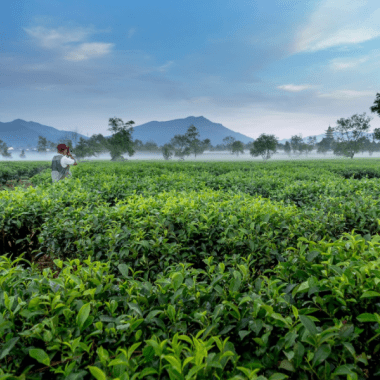 East java tea plantation