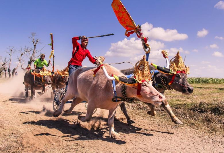 Bovine Grand Prix: The Thrilling History of 'Makepung' Ceremony