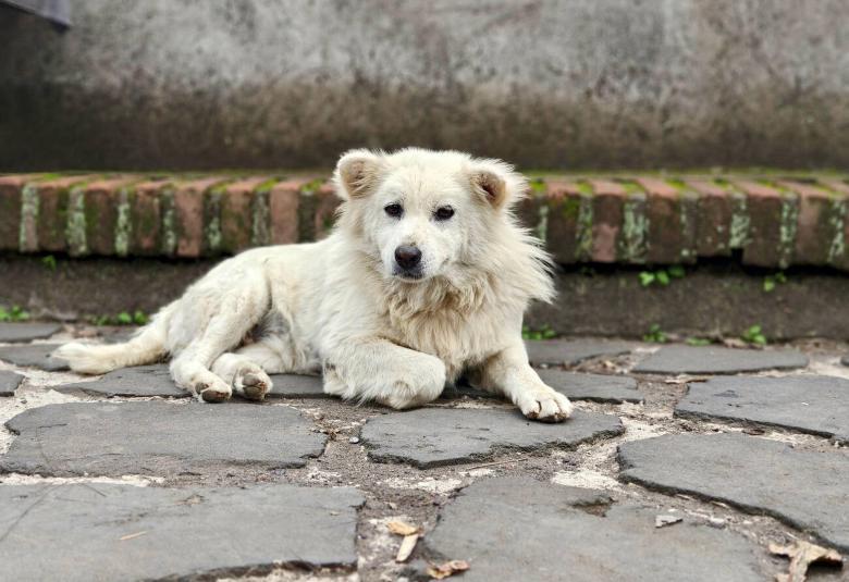 Fluffy Island Guardian: The History Behind Bali's Kintamani Dog Breed