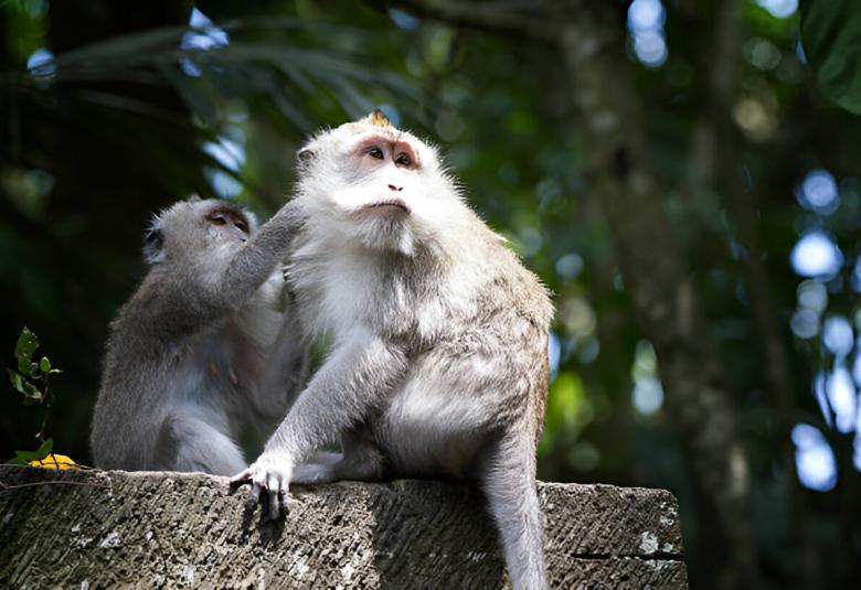 Macaque Kingdom: The Charm of Alas Kedaton Monkey Forest