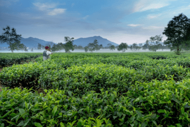 East java tea plantation