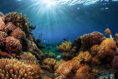 How Bali’s New PSSA Regulation Safeguards Marine Biodiversity and Tourism