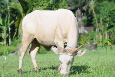 The White Cow of Taro Village: Bali's Enigmatic ‘God’s Vehicle’